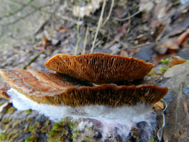 Ganoderma sp.??